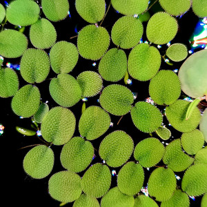 Salvinia Minima