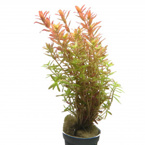 Rotala Orange Juice