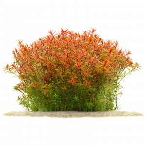 Rotala Orange Juice