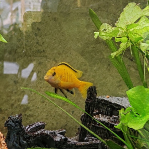 Labidochromis caeruleus jaune