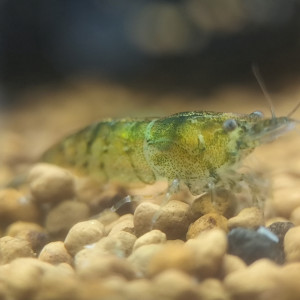 NeoCaridina Green Tiger