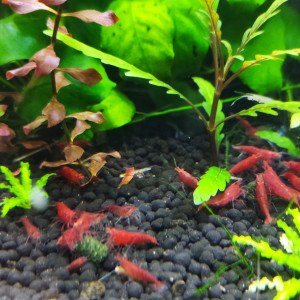 Crevettes Sakura Red