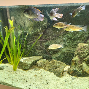 2 acaras et 6 geophagus