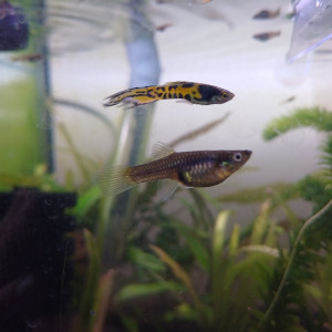 Guppy endlers yellow tiger