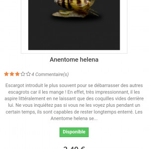 Vends escargot assassin ou Helena (mangeur d'escargot)