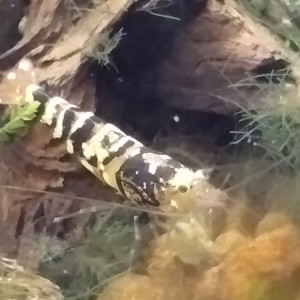 Caridina Fancy Black Tiger