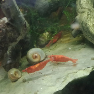 Néocaridina Red Fire