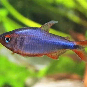 Hyphessobrycon wadai