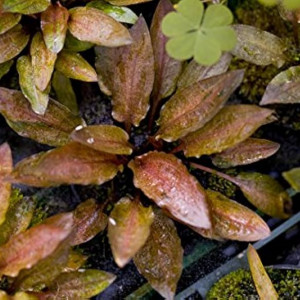 Cryptocoryne Walkeri var. "Legroi"