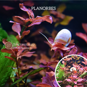 Planorbes