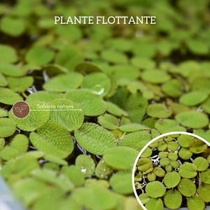 salvinia natans