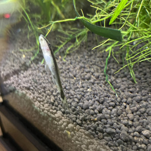 1 Otocinclus affinis