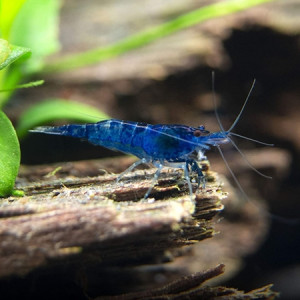 Neocaridina davidi blue dream