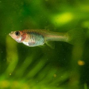 Femelles guppy endler