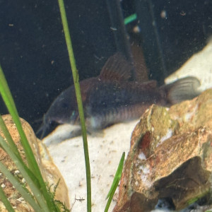 Corydoras orange Venezuela