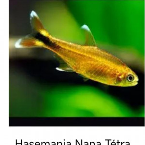 Vente de 5 Hassemania nana tetra