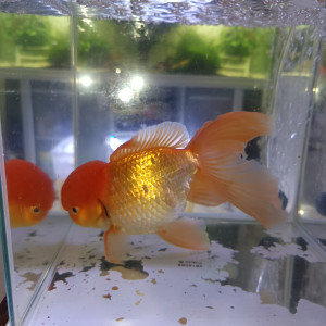 Poisson rouge oranda