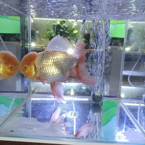 Poisson rouge oranda