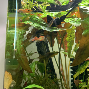 Alevins guppy endler (Poecilia wingei)