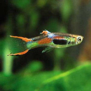 Guppys Endlers