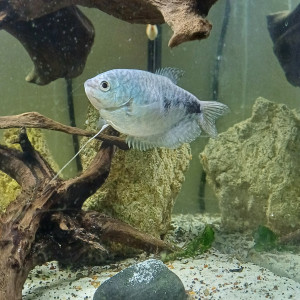 Gourami