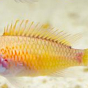 Femelle apistogramma gold red