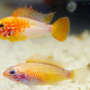 Femelle Apistogramma macmasteri gold "Red Mask"