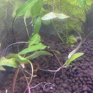 Cryptocoryne wendtii