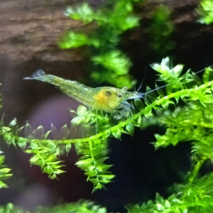 Neocaridina orange & jaune, 6 semaines