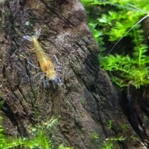 Neocaridina orange & jaune, 6 semaines