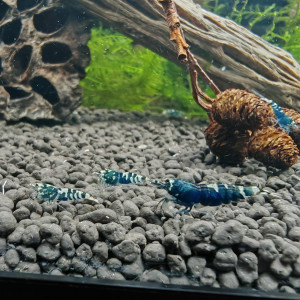 caridina  nanashis black issue purple