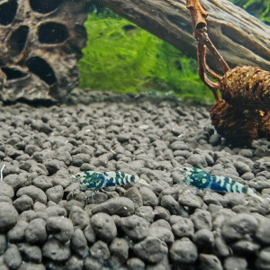 caridina  nanashis black issue purple