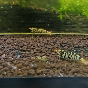 caridina  tiger fancy black