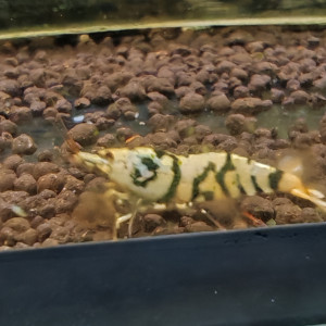 caridina  tiger fancy black