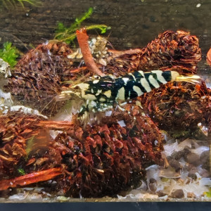 caridina  tiger fancy black