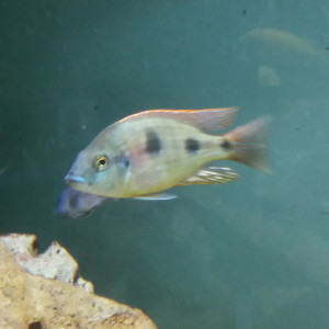 Otopharynx tetrastigma