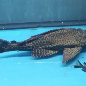 Plecostomus