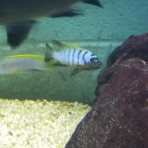 Pseudotropheus zebra chesese long pelvic