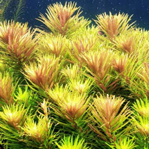 Limnophila Hippuridoides