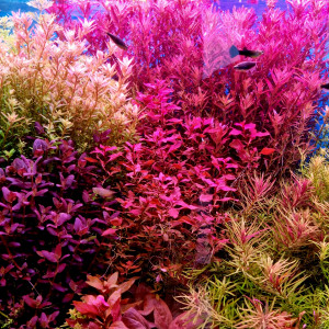 Plantes aquatiques