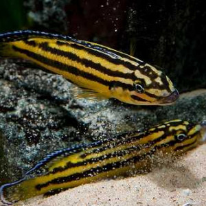 Neolamprologus multifasciatus et Julidochromis regani Kipili