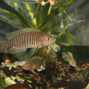 Neolamprologus multifasciatus et Julidochromis regani Kipili