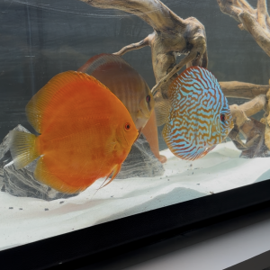 Discus et Couple discus