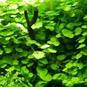 Hydrocotyle Leucocephala