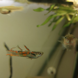 Guppy endler mâle et/ou femelle