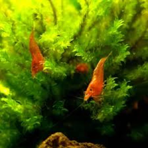 Neocaridina Davidi Red Cherry crevettes rouges