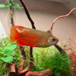 Gourami miel mâle