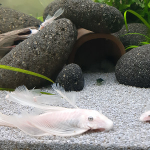 Rare jeunes ancistrus snow white longfin ( à voile / voilés) l144, annonce en ligne = dispo