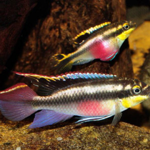 Couple pelmatos