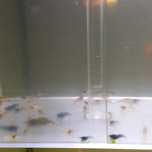 Lot de 20 crevettes déclassé